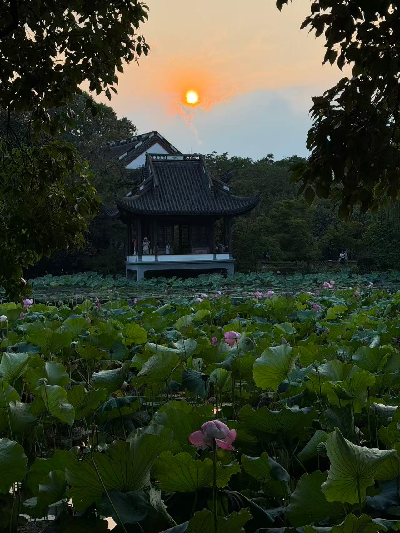 A lotus pond and pavilion in the light of the setting sun
