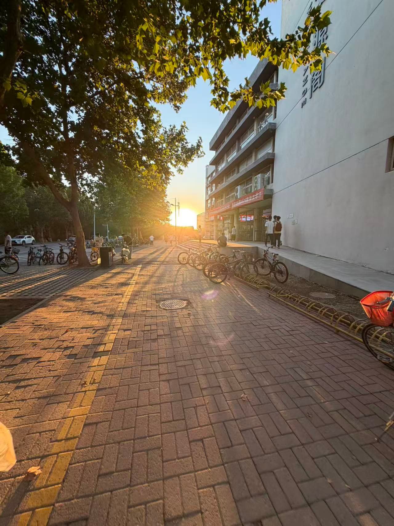 Evening sunlight filtering through leaves onto a campus path and parked bicycles